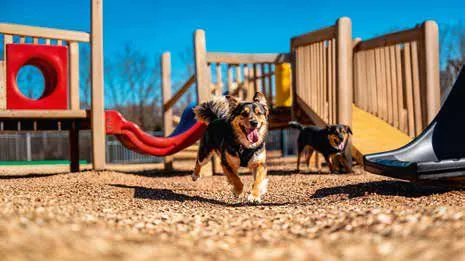 Birla Arika pet park