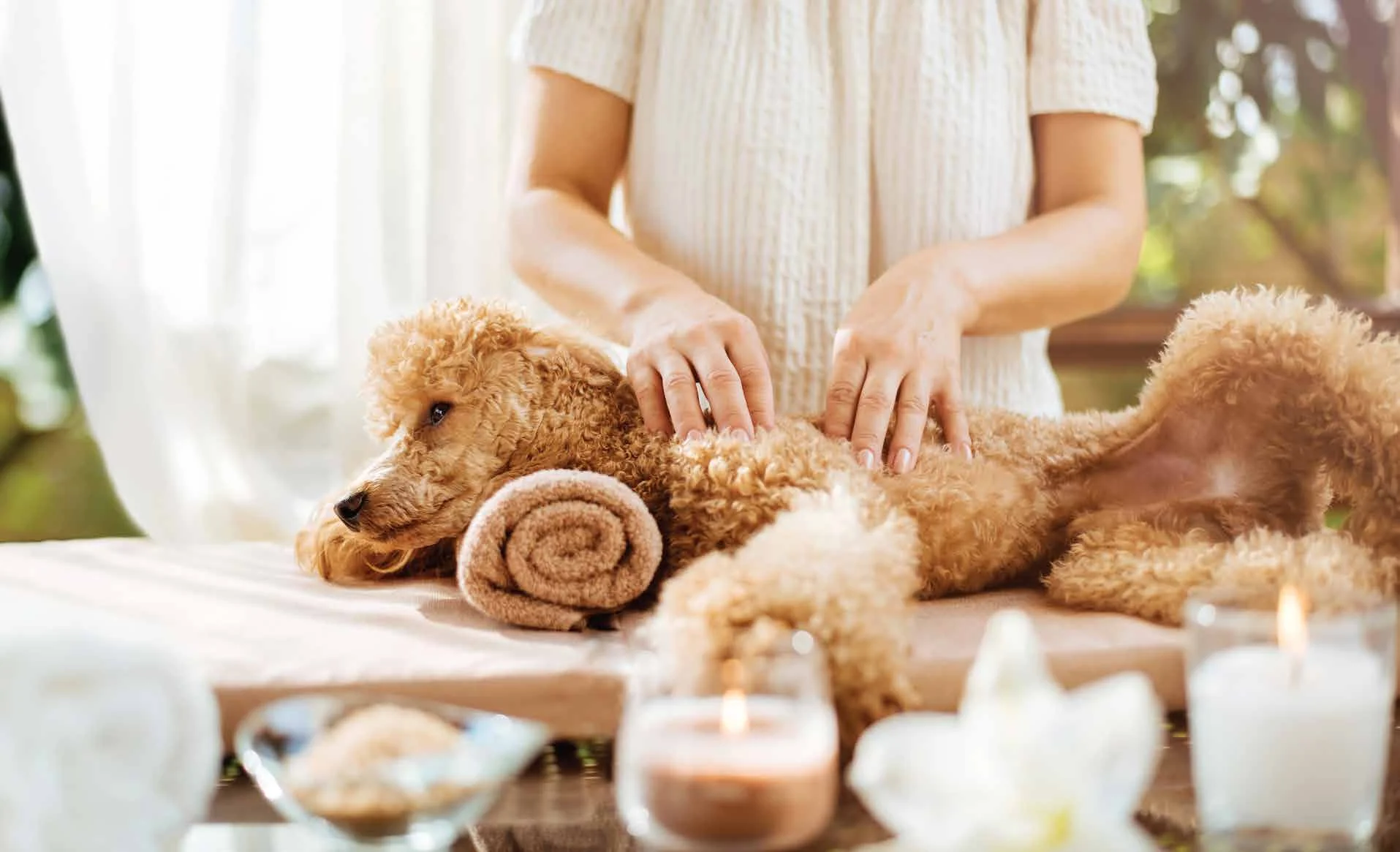 Birla Navya Amoda 2 pet spa